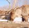 جهود بيئية بموسكو لإعادة توطين غزال الرنة