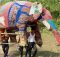 Rohingya ‘tusk force’ keeps refugees safe from deadly elephants