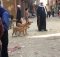 بين كلاب الصفوة والشوارع.. نصف مليون حالة عقر خلال عام بمصر