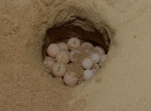 إغلاق شاطئ فويرط في موسم تعشيش السلاحف لعام 2019