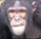 Chimpanzees go into retirement as US relaxes animal testing