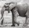 Huge ‘Elephant Queen’ captured on camera