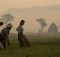 Nowhere to go: Myanmar farmers under siege from land law