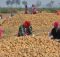 PepsiCo sues 4 farmers in India for growing potatoes it uses in Lays chips